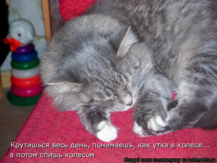Котоматрица: Крутишься весь день, понимаешь, как утка в колесе... а потом спишь колесом Крутишься весь день, понимаешь, как утка в колесе...  а потом спишь к