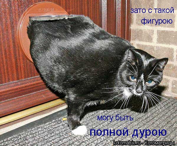 Котоматрица: зато с такой фигурою могу быть полной дурою