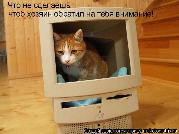 Котоматрица: чтоб хозяин обратил на тебя внимание! Что не сделаешь,