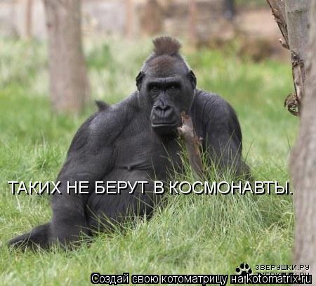 Котоматрица: ТАКИХ НЕ БЕРУТ В КОСМОНАВТЫ.
