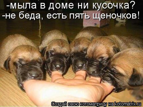 -мыла в доме ни кусочка? -не беда, есть пять щеночков!... Котоматрица: -мыла в доме ни кусочка? -не беда, есть пять щеночков!