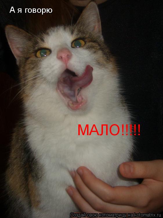 А я говорю МАЛО!!!!!... Котоматрица: А я говорю МАЛО!!!!!