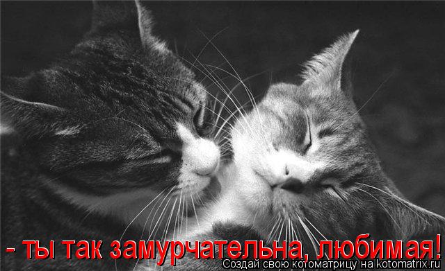 Котоматрица: - ты так замурчательна, любимая! - ты так замурчательна, любимая!