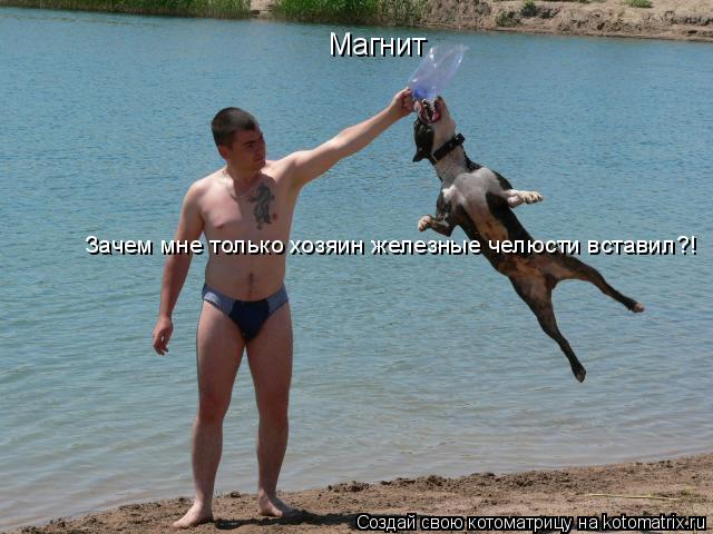 Магнит Зачем мне только хозяин железные челюсти вставил?!... Котоматрица: Магнит Зачем мне только хозяин железные челюсти вставил?!