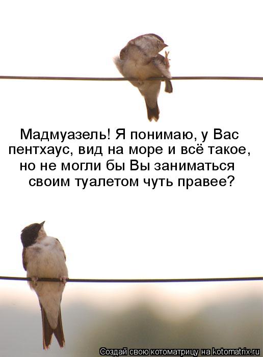 Мадмуазель! Я понимаю, у Вас пентхаус, вид на море и всё такое, но не могли бы Вы заниматься своим... Котоматрица: Мадмуазель! Я понимаю, у Вас пентхаус, вид на море и всё такое, но не могли бы Вы заниматься своим туалетом чуть правее?