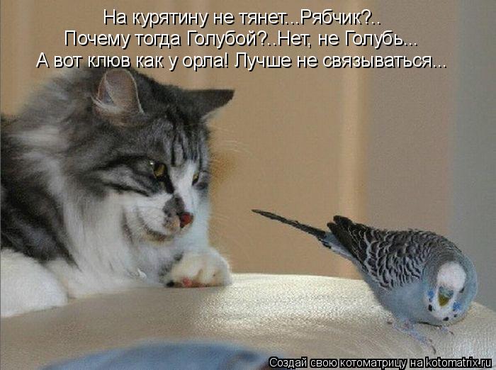 Котоматрица: На курятину не тянет...Рябчик?.. Почему тогда Голубой?..Нет, не Голубь... А вот клюв как у орла! Лучше не связываться...