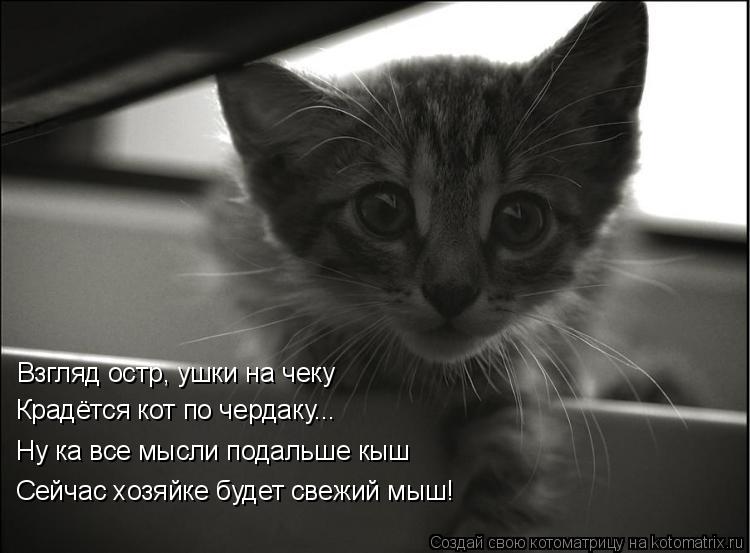 Взгляд остр, ушки на чеку Взгляд остр, ушки на чеку Крадётся кот по чердаку... Ну ка все мысли подаль... Котоматрица: Взгляд остр, ушки на чеку Взгляд остр, ушки на чеку Крадётся кот по чердаку... Ну ка все мысли подальше кыш Сейчас хозяйке будет свежий мыш!