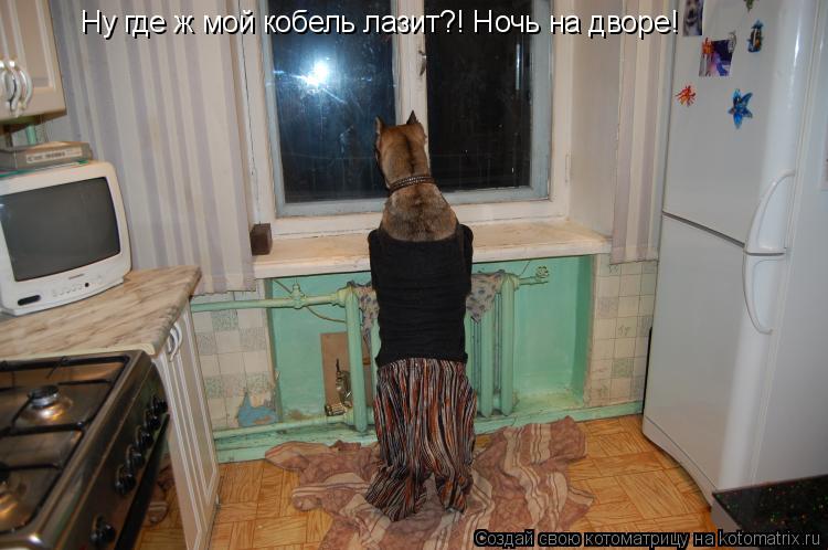 Ну где ж мой кобель лазит?! Ночь на дворе!... Котоматрица: Ну где ж мой кобель лазит?! Ночь на дворе!