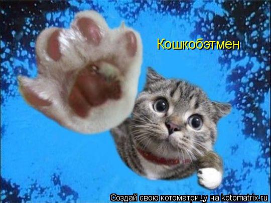 Кошкобэтмен... Котоматрица: Кошкобэтмен