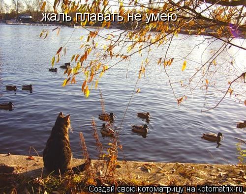 жаль плавать не умею.... Котоматрица: жаль плавать не умею.