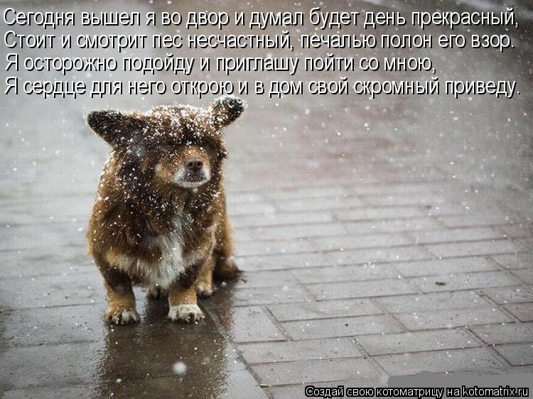 Сегодня вышел я во двор и думал будет день прекрасный, Стоит и смотрит пес несчастный, печалью полон ... Котоматрица: Сегодня вышел я во двор и думал будет день прекрасный, Стоит и смотрит пес несчастный, печалью полон его взор. Я осторожно подойду и приглаш