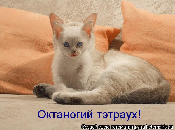 Октаногий тэтраух!... Котоматрица: Октаногий тэтраух!