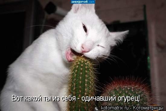 Котоматрица: Вот какой ты из себя - одичавший огурец!