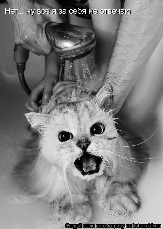 Котоматрица: Нет....ну всё я за себя не отвечаю