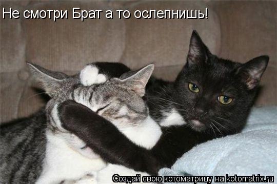 Котоматрица: Не смотри Брат а то ослепнишь!