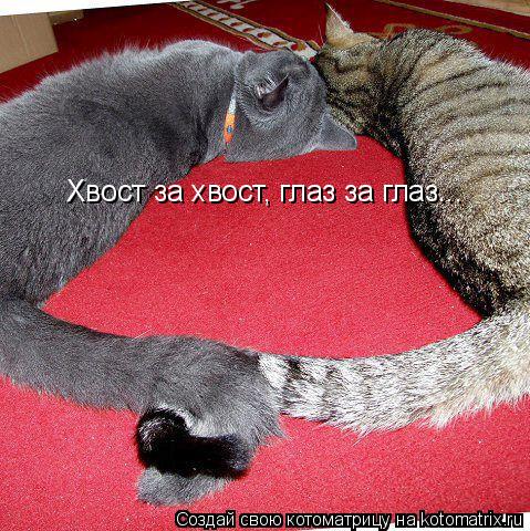 Котоматрица: Хвост за хвост, глаз за глаз...