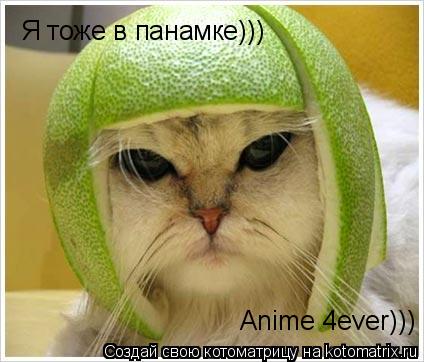 Котоматрица: Я тоже в панамке)))    Anime 4ever)))
