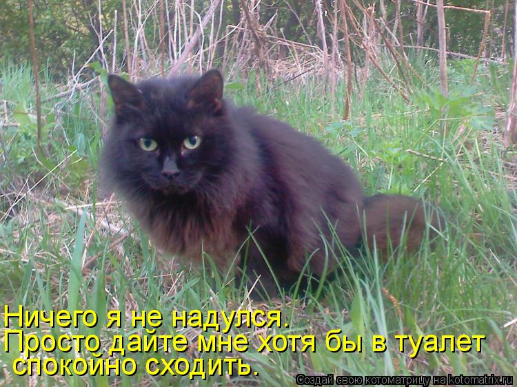 Котоматрица: Ничего я не надулся. Просто дайте мне хотя бы в туалет спокойно сходить.