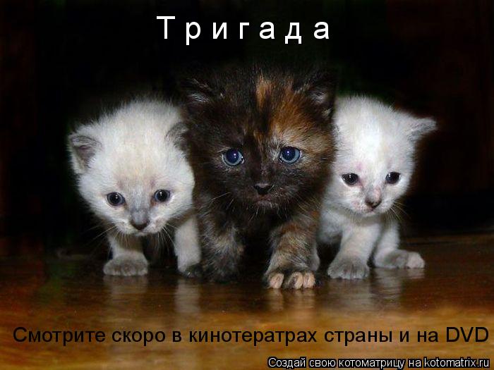 Котоматрица: Т р и г а д а Смотрите скоро в кинотератрах страны и на DVD