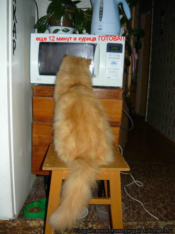 Котоматрица: еще 12 минут и курица ГОТОВА!!!