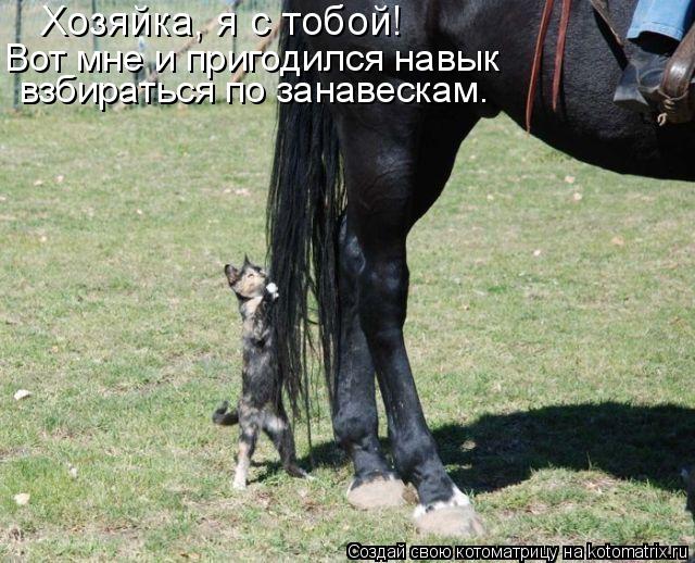 Котоматрица: Хозяйка, я с тобой! Вот мне и пригодился навык взбираться по занавескам.