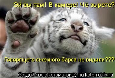 Котоматрица: Эй вы там! В камере! Чё зырете? Говорящего снежного барса не видили???