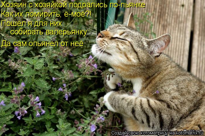 Хозяин с хозяйкой подрались по-пьянке Пошёл я для них собирать валерьянку Да сам опьянел от неё Как ... Котоматрица: Хозяин с хозяйкой подрались по-пьянке Пошёл я для них собирать валерьянку Да сам опьянел от неё Как их помирить, ё-моё?!
