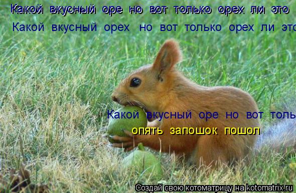 Котоматрица: Какой  вкусный  оре  но  вот  только  орех  ли  это Какой  вкусный  оре  но  вот  только  орех  ли  это Какой  вкусный  оре  но  вот  только  орех  ли