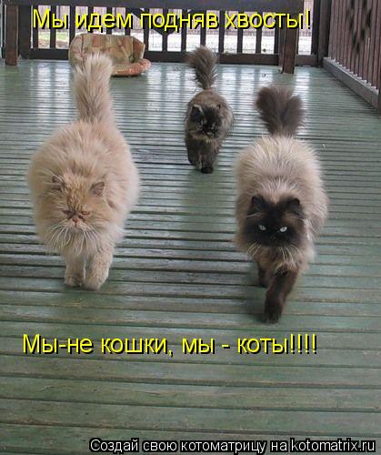 Котоматрица: Мы идем подняв хвосты! Мы-не кошки, мы - коты!!!!
