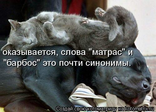 Котоматрица: оказывается, слова "матрас" и  "барбос" это почти синонимы.