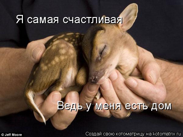 Котоматрица: Я самая счастливая Ведь у меня есть дом