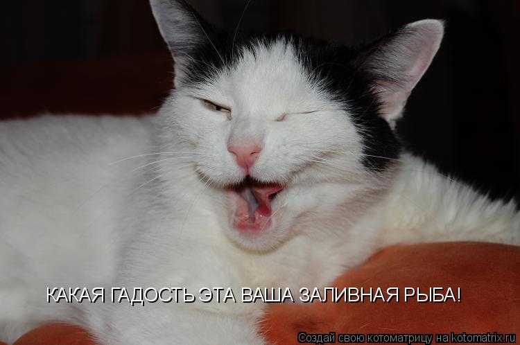 Котоматрица: КАКАЯ ГАДОСТЬ ЭТА ВАША ЗАЛИВНАЯ РЫБА!