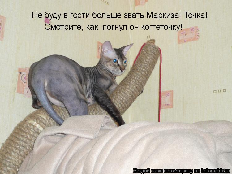 Не буду в гости больше звать Маркиза! Точка! Смотрите, как погнул он когтеточку!... Котоматрица: Не буду в гости больше звать Маркиза! Точка! Смотрите, как погнул он когтеточку!