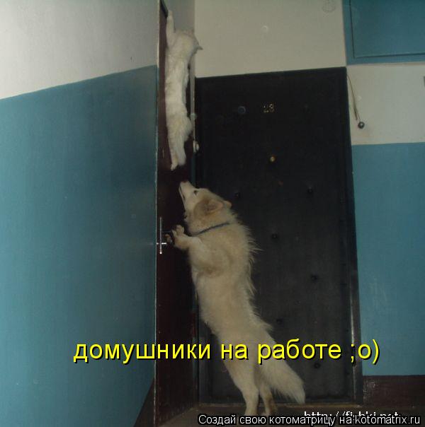Котоматрица: домушники на работе ;о)