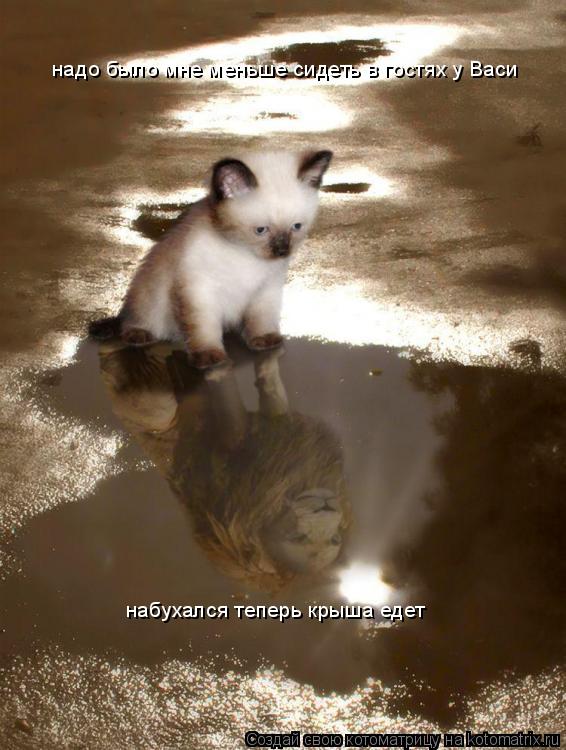 Котоматрица: надо было мне меньше сидеть в гостях у Васи набухался теперь крыша едет