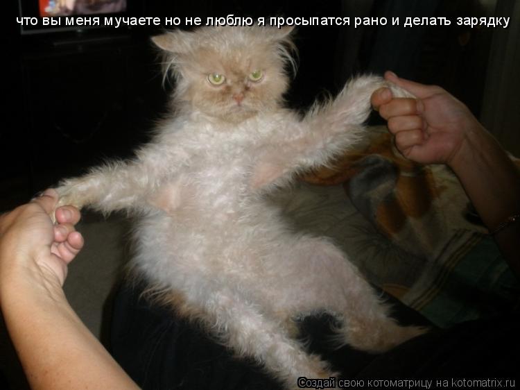 Котоматрица: что вы меня мучаете но не люблю я просыпатся рано и делать зарядку