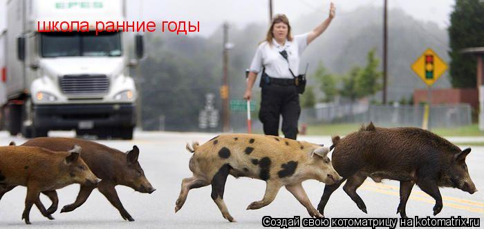 Котоматрица: школа ранние годы