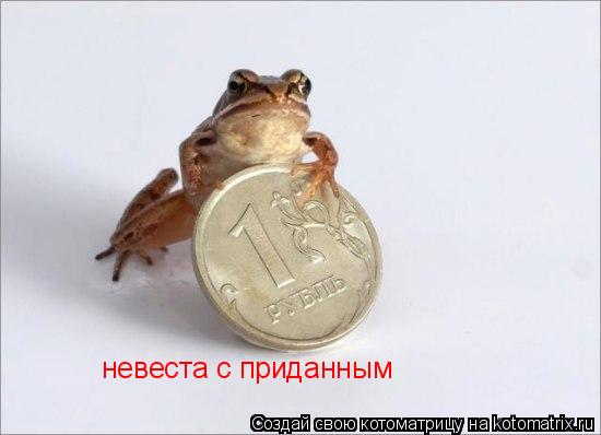 Котоматрица: невеста с приданным