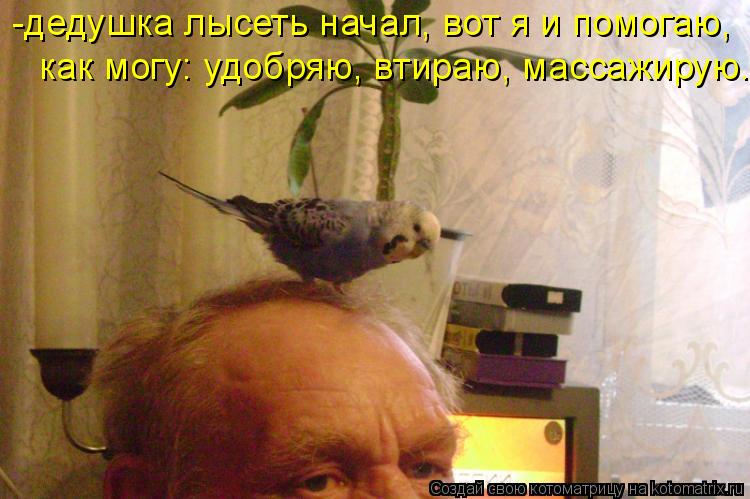 Котоматрица: -дедушка лысеть начал, вот я и помогаю,  как могу: удобряю, втираю, массажирую.