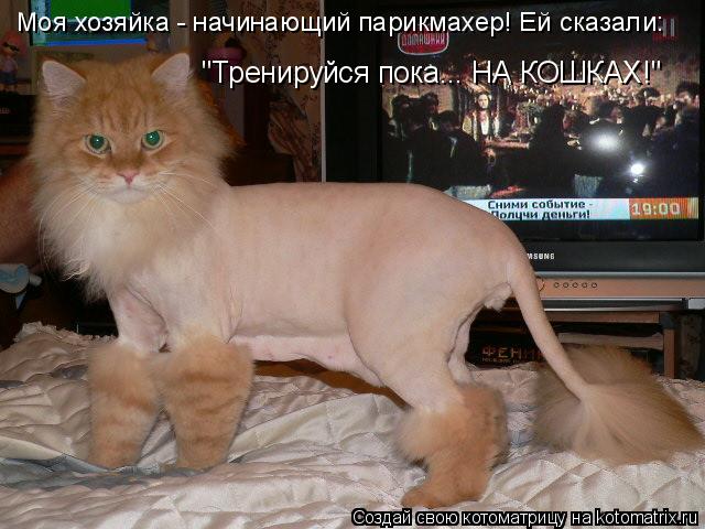 Котоматрица: "Тренируйся пока... НА КОШКАХ!" Моя хозяйка - начинающий парикмахер! Ей сказали:
