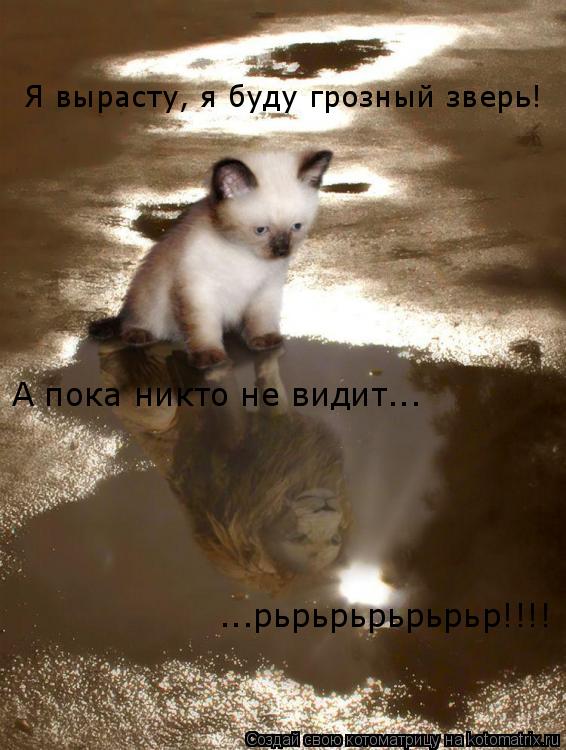 Котоматрица: А пока никто не видит... ...рьрьрьрьрьрьр!!!! Я вырасту, я буду грозный зверь!