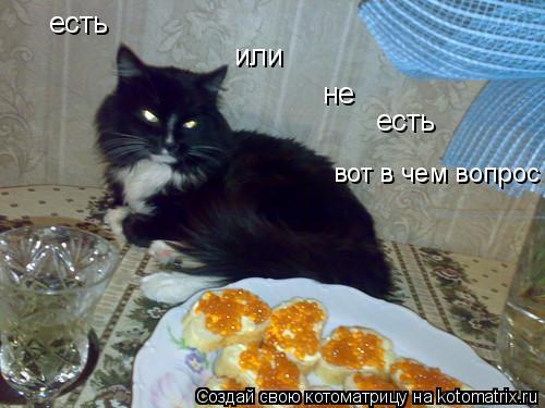 Котоматрица: есть или не есть вот в чем вопрос