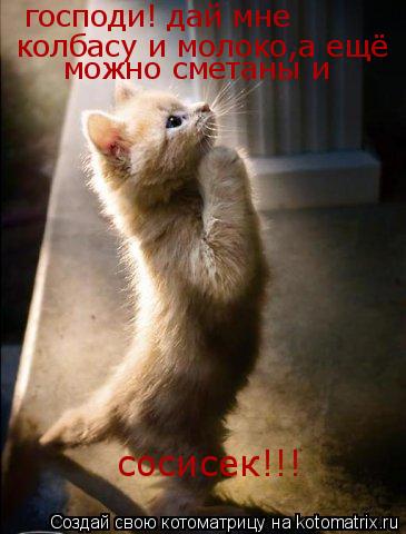Котоматрица: господи! дай мне  колбасу и молоко,а ещё   можно сметаны и   сосисек!!!