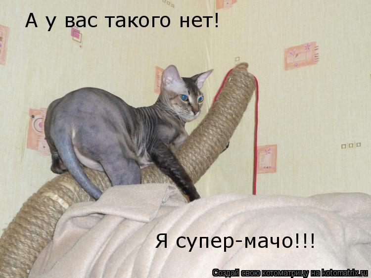 Котоматрица: А у вас такого нет! Я супер-мачо!!!