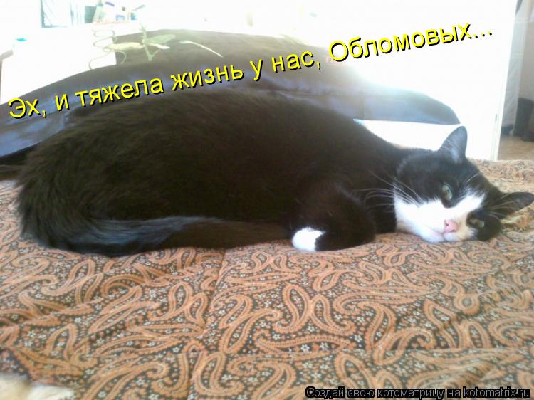 Котоматрица: Эх, и тяжела жизнь у нас, Обломовых...