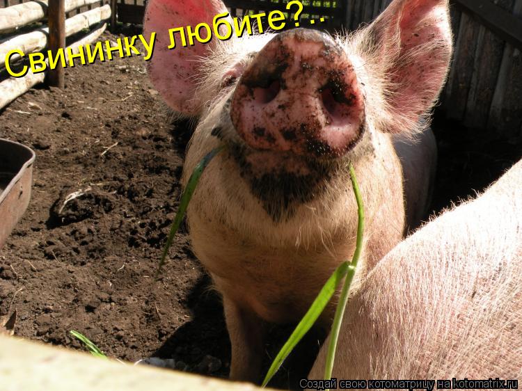 Котоматрица: Свининку любите?..