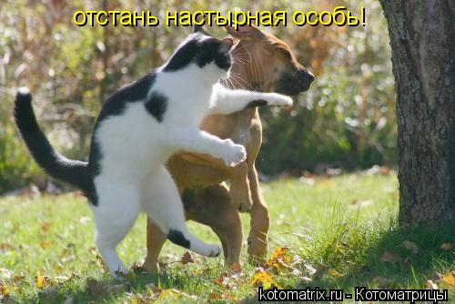 Котоматрица: отстань настырная особь!