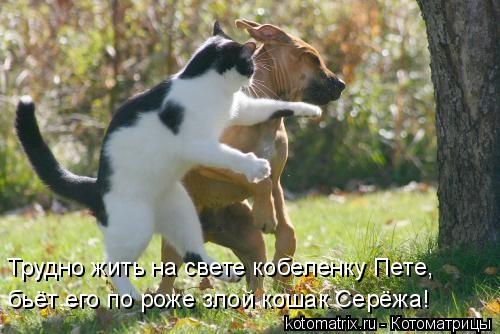 Котоматрица: Трудно жить на свете кобеленку Пете,  бьёт его по роже злой кошак Серёжа!