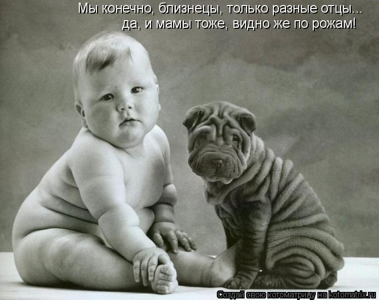 Котоматрица: Мы конечно, близнецы, только разные отцы... да, и мамы тоже, видно же по рожам!