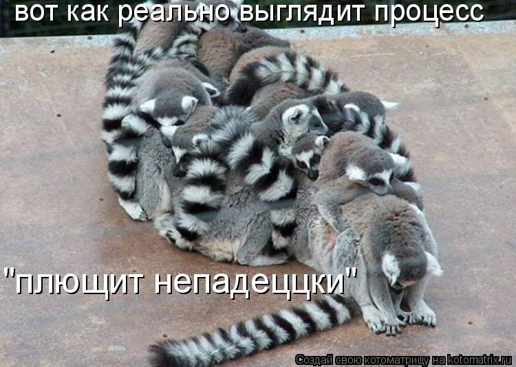 Котоматрица: вот как реально выглядит процесс  "плющит непадеццки"